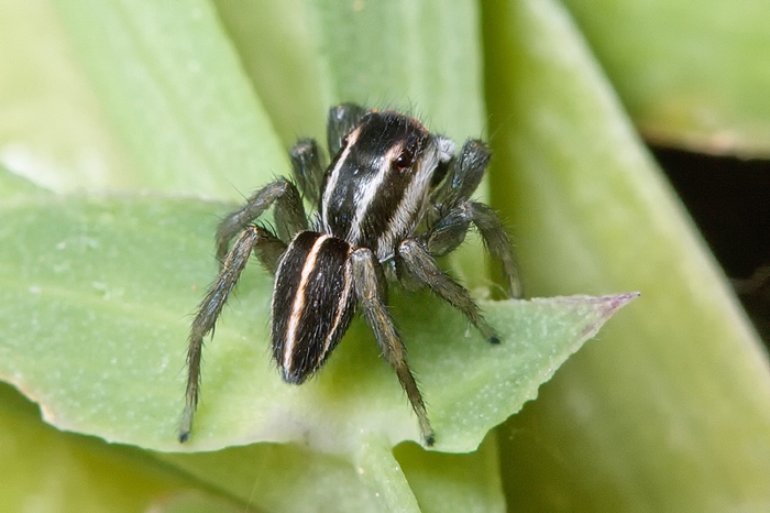 Phlegra bresnieri